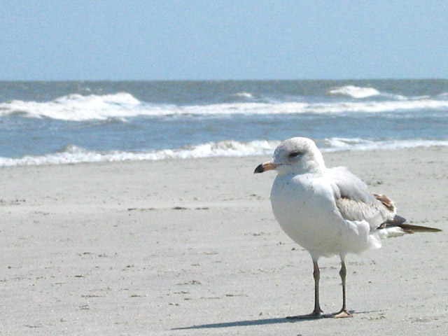 Lesbian Seagull 99
